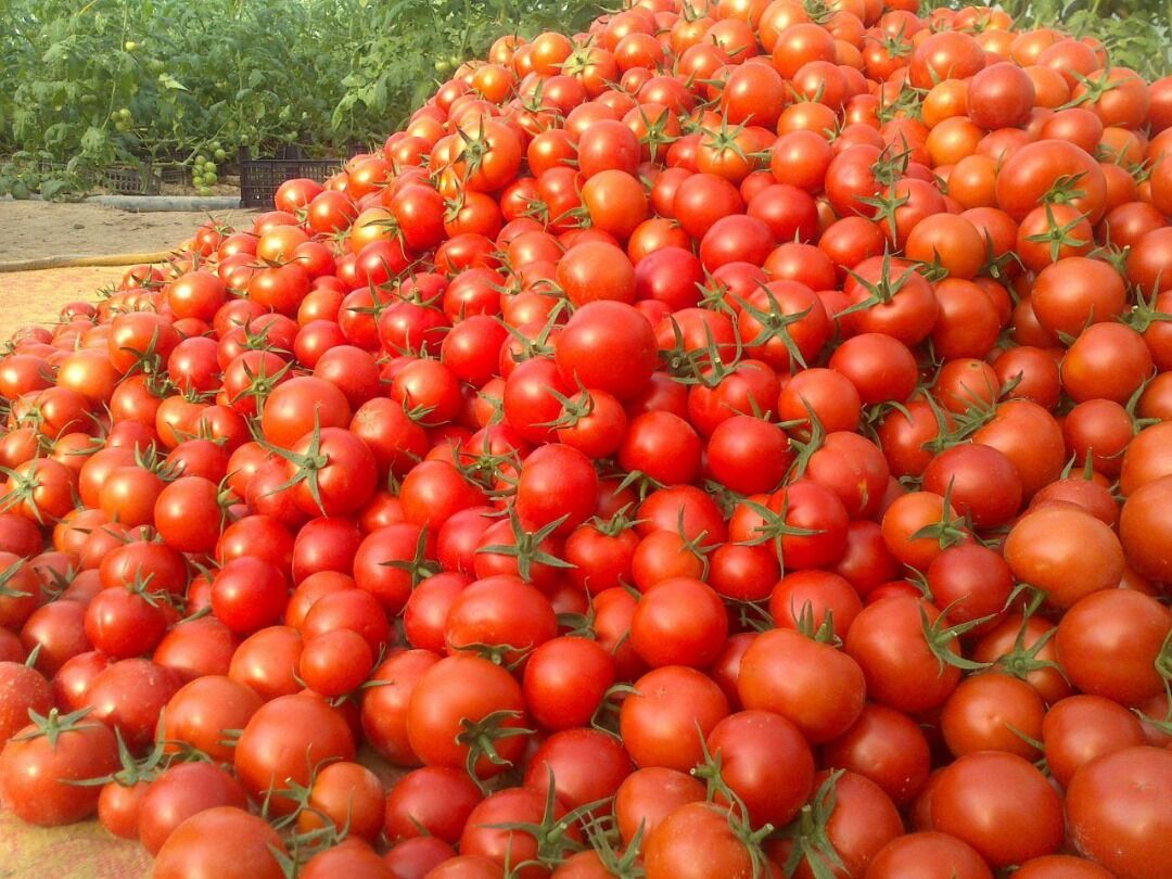 نوسانات قیمت در بازار تره‌بار |افزایش قیمت گوجه فرنگی