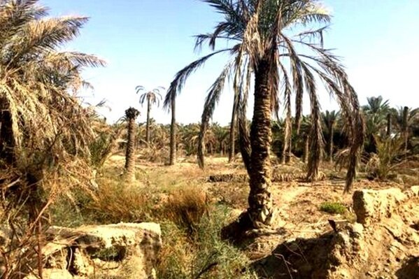 ۴۰ درصد از نخل‌های خوزستان نابود شدن