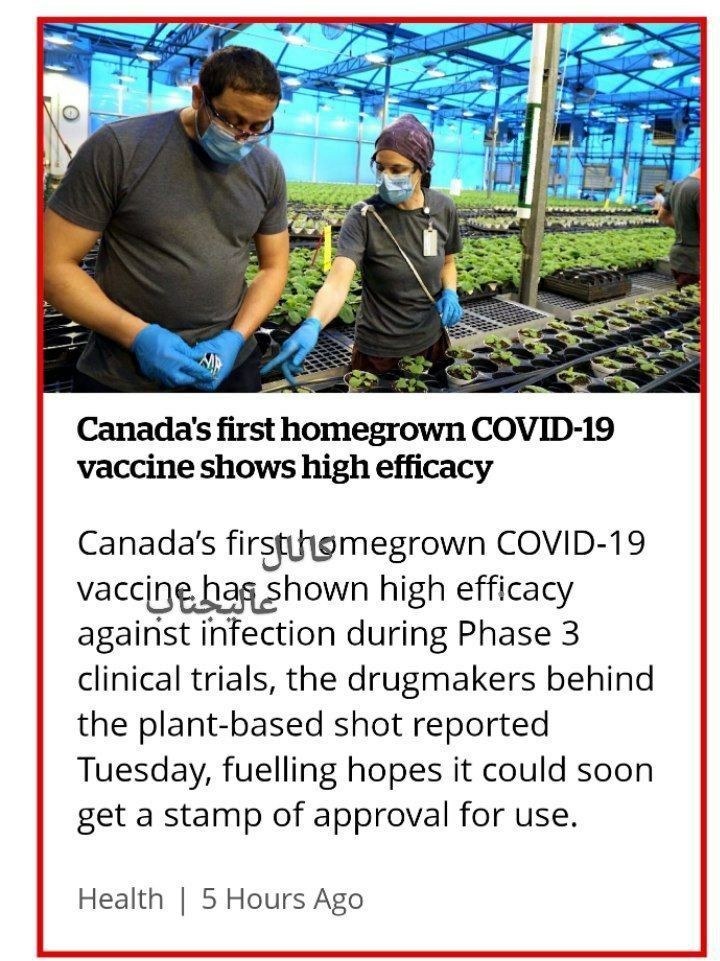 ‏نتایج امیدوار کننده واکسن «گیاهی» کووید ساخت کانادا در فاز سوم