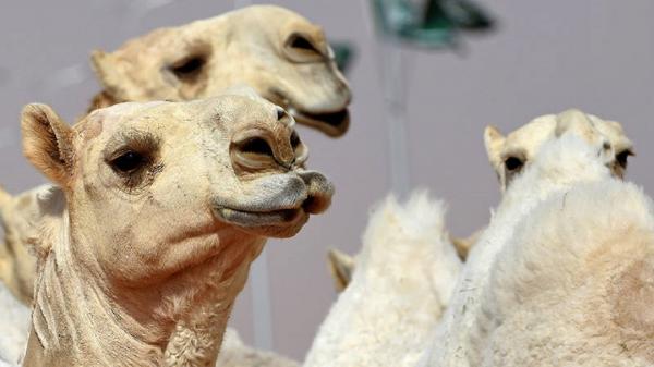 بوتاکس لب، ده‌ها شتر را از مسابقات فستیوال عربستان حذف کرد