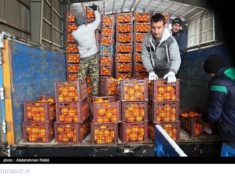  اتحادیه بارفروشان: میوه برای شب عید ارزان می‌شود