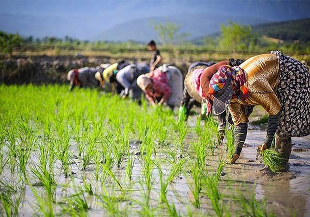 افزایش تولید و واردات برنج برای تنظیم بازار