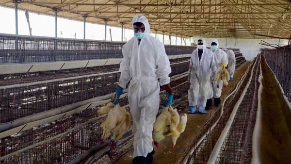 آنفلوانزای مرغی در آمریکا همچنان موجب خسارت می‌شود