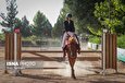تصاویر | مسابقات پرش با اسب در زنجان