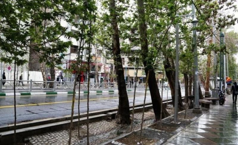 جریمه ۱۱۷میلیاردی خشکاندن درختان ولیعصر برای متخلف