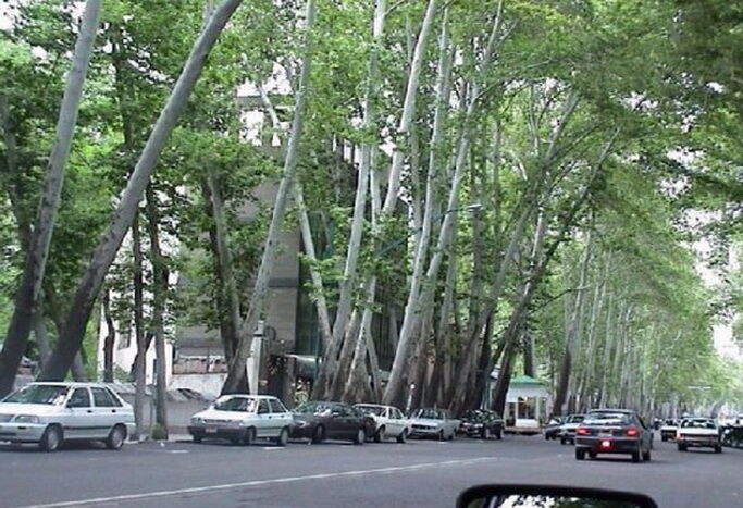 تشکیل پرونده قضایی در خصوص خشک شدن درختان خیابان ولی‌عصر