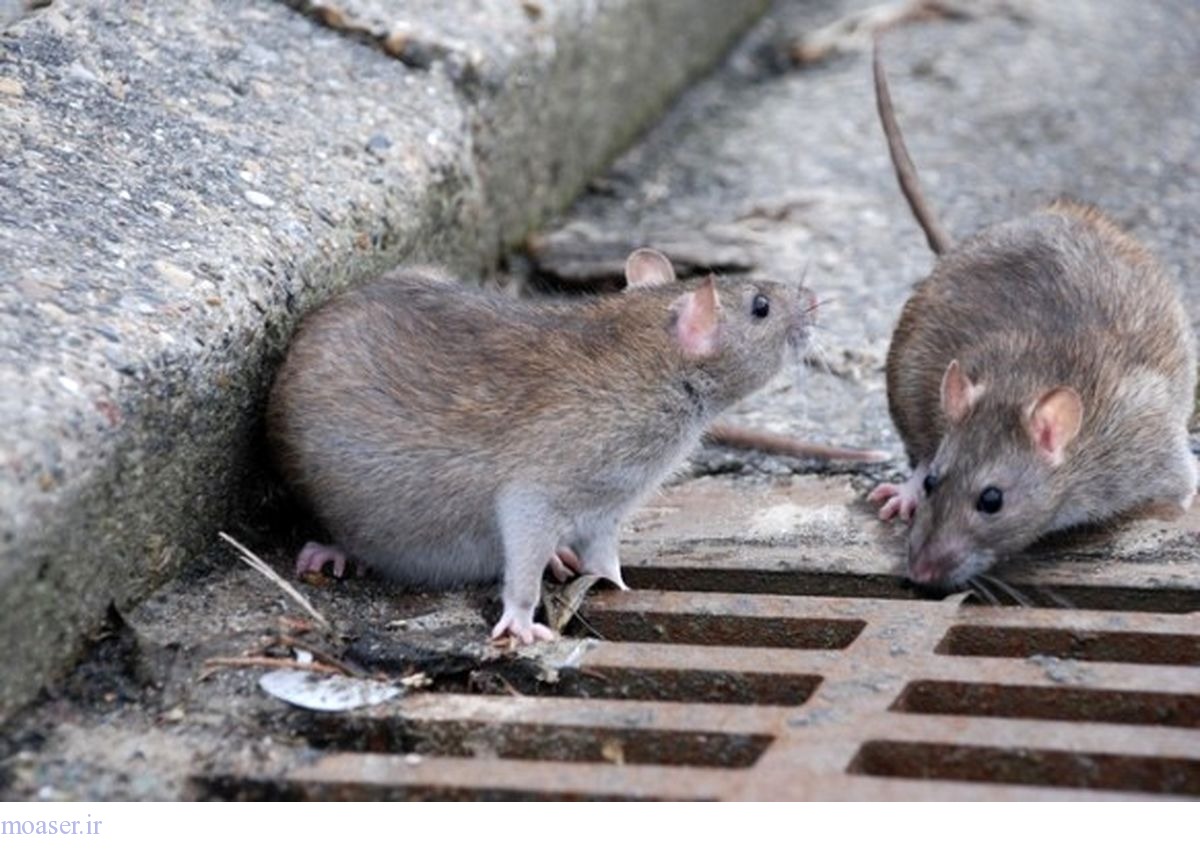 ماجرای موش‌های ترانزیتی در تهران 
