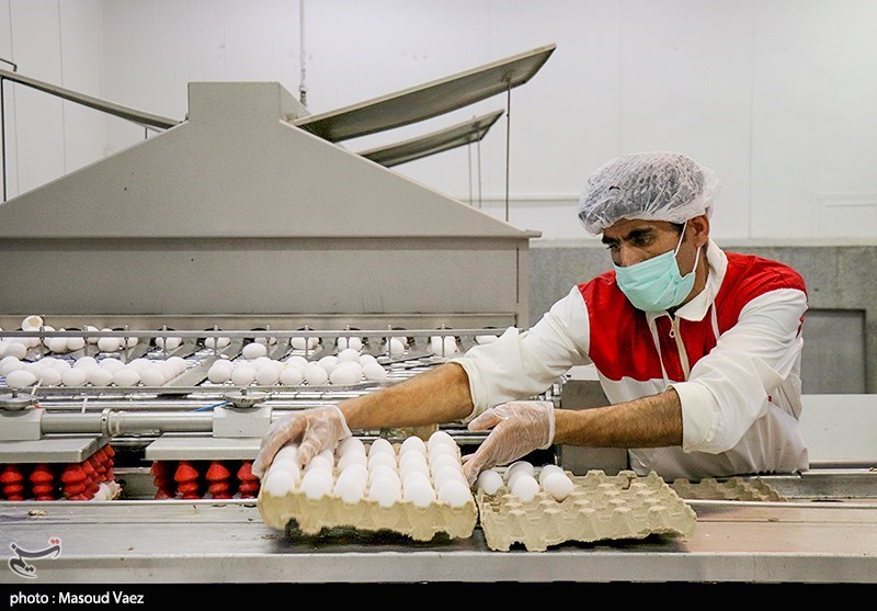 سالانه بیش از ۹۱ هزار تن تخم مرغ در سطح استان تهران تولید می‌شود