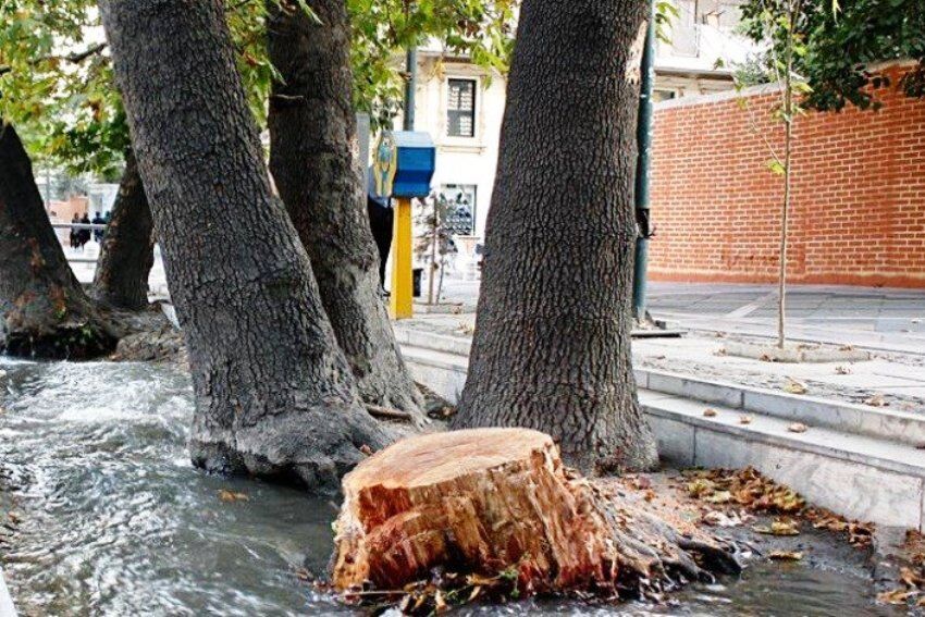 مقصر اصلی قطع درختان تهران