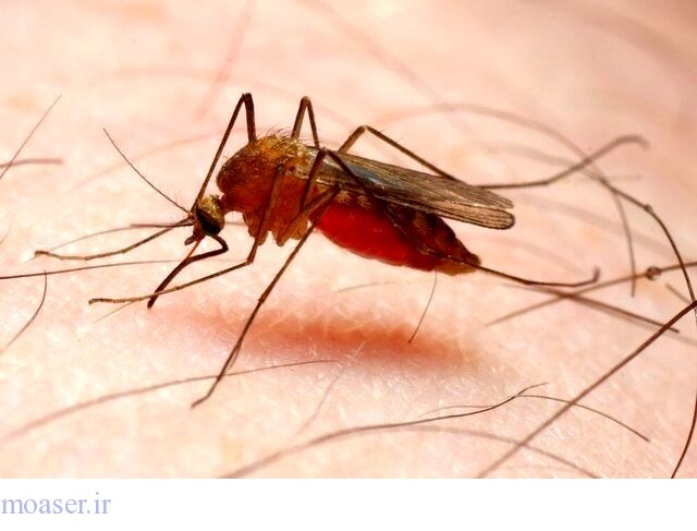 شیوع بیماری مالاریا در استان زاهدان