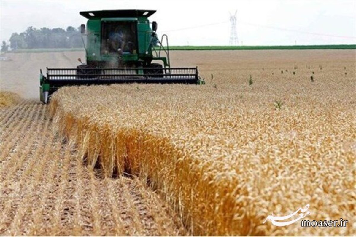 مجمع تشخیص تکلیف سازمان برنامه برای خرید گندم مازاد را تعیین کرد