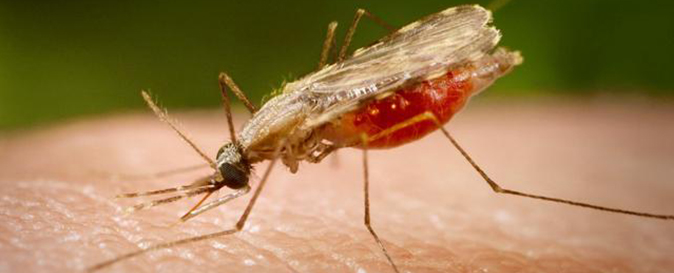 مرگ بیش از ۶۰۰ هزار نفر در سراسر جهان بر اثر مالاریا