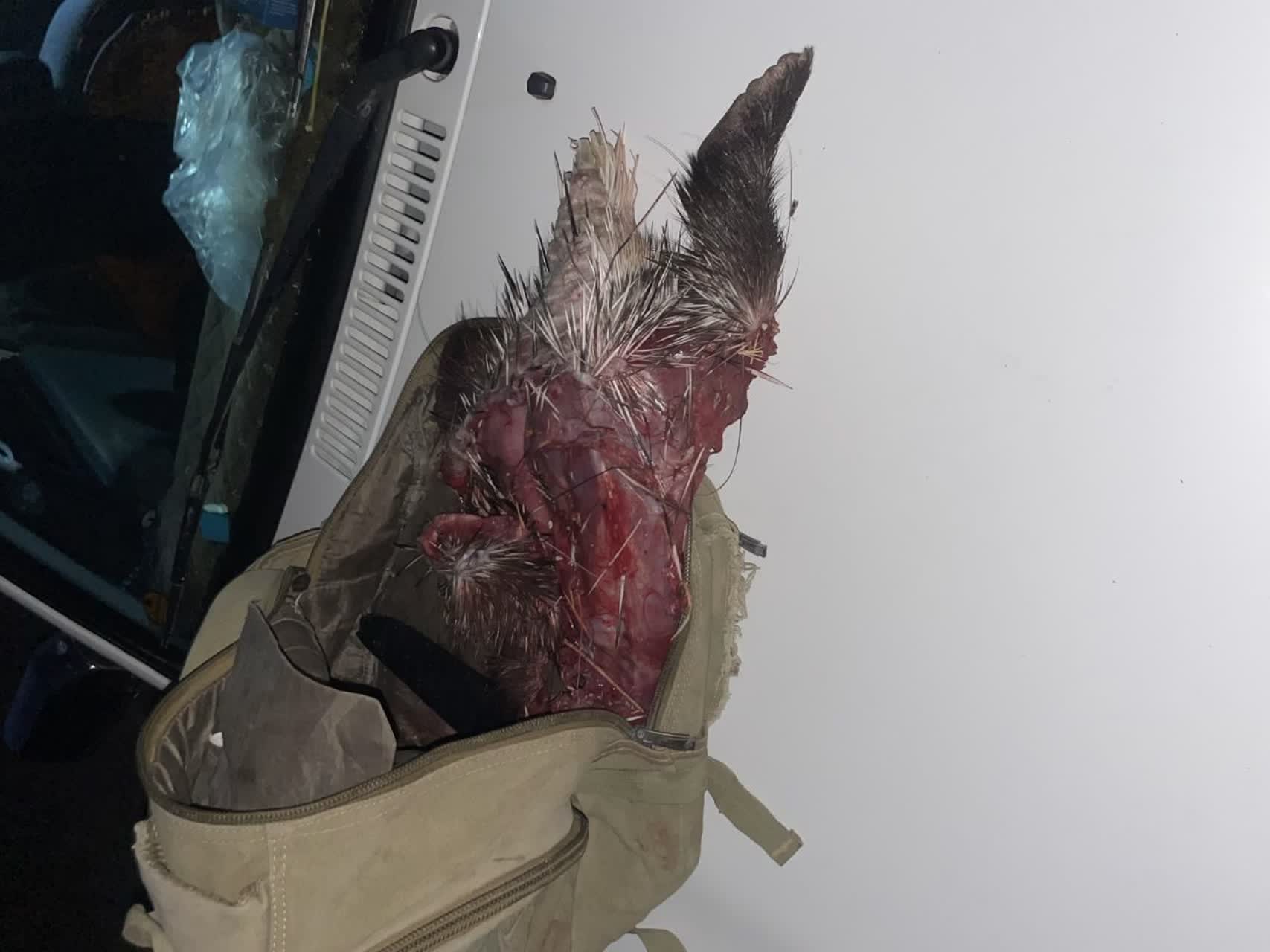 دستگیری متخلف شکار در دشت برم کازرون به همراه 5 قلاده سگ شکاری