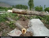 قطع درختان  سرسبز در شهر صنعتی البرز