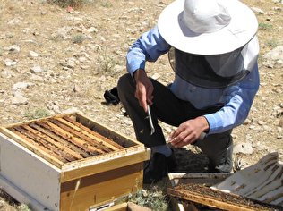 ممنوعیت 2 هفته ای جابجایی زنبورستان ها