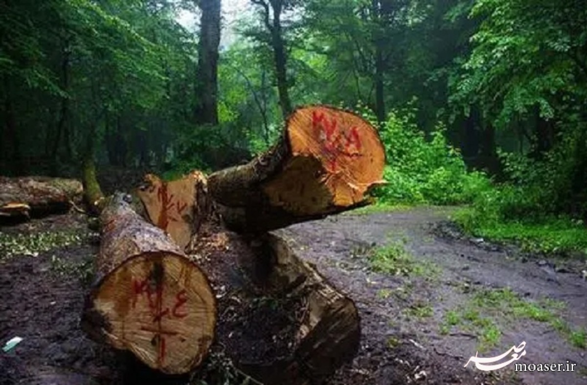 نابودی یک میلیون هکتار از جنگل های کشور بعد از انقلاب