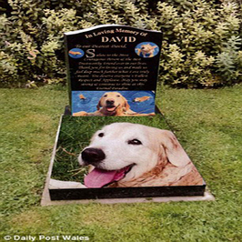 کفن و دفن یک سگ 