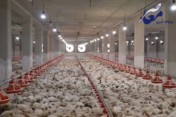  مدیرعامل اتحادیه سراسری مرغداران گوشتی 