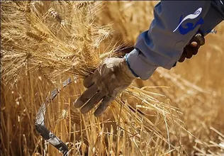 وضعیت تامین گندم در ابهام
